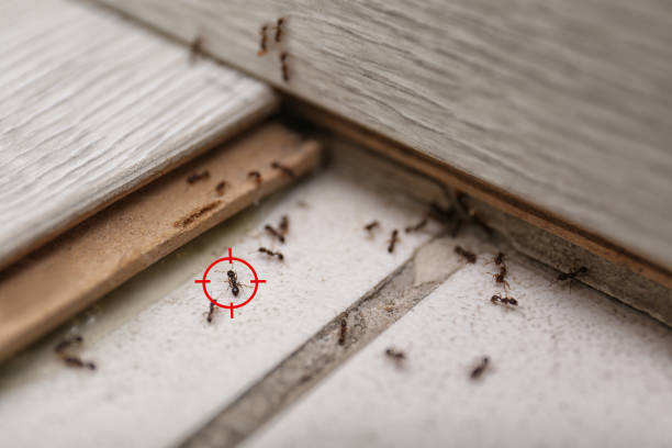 Best Pest Control for Restaurants  in Highlands, CA