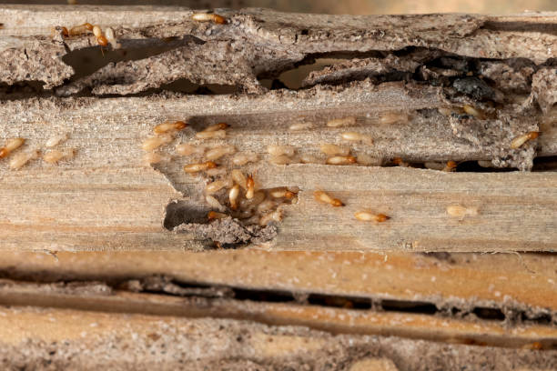 Best Commercial Pest Control Services  in Highlands, CA